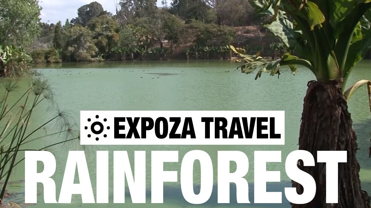 Read more about the article Rainforest (Madagascar) Vacation Travel Video Guide