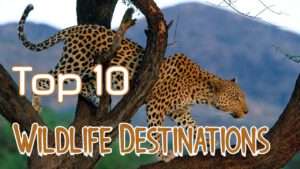 Read more about the article Top 10 Wildlife Destinations