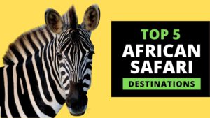 Read more about the article AFRICAN SAFARI DESTINATIONS – Top 5 Most Popular (with prices)